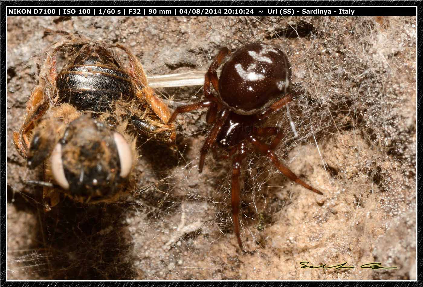 Steatoda grossa (C. L. Koch, 1838)